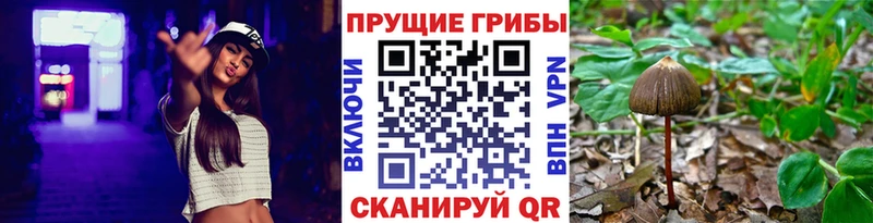 Купить  Тулун  Галлюциногенные грибы Psilocybe 